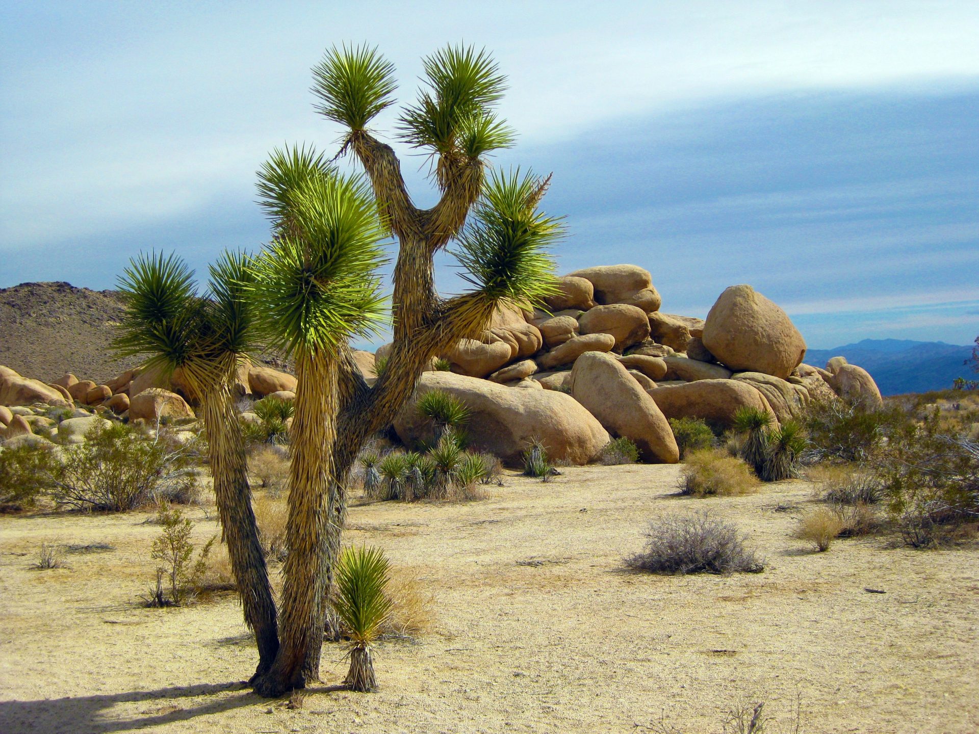 america-arid-bushes-california-221148