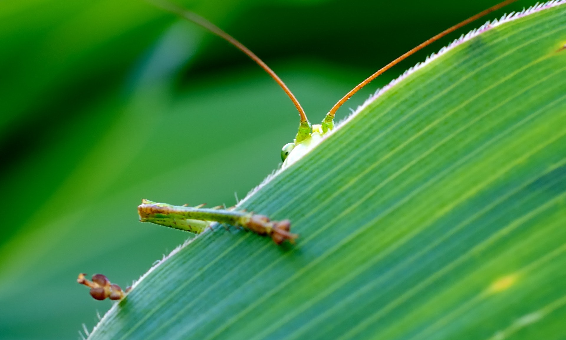green-insect-behind-green-leaf-65642